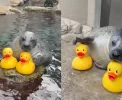 😱 FOFURA MÁXIMA! Foca e seu patinho viram o maior hit da web
