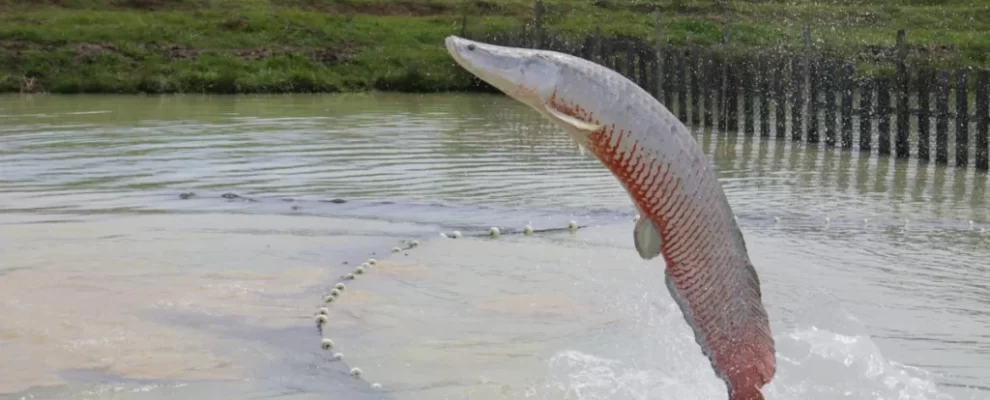 🚨 Ibama libera pesca de pirarucu no Lago Paranoá! Exótico invasor sob controle? 🚨 Ibama libera pesca de pirarucu no Lago Paranoá! Exótico invasor sob controle?
