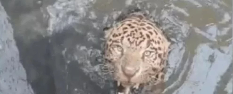 😱 Onça-pintada presa em usina! Resgate em MT mobiliza bombeiros 😱 Onça-pintada presa em usina! Resgate em MT mobiliza bombeiros