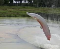🔥 Pirarucu em creches e hospitais do DF? Ibama libera pesca no Lago Paranoá!