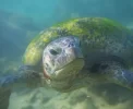 🐢 Eternos? Biólogos revelam segredo de animais que não envelhecem!