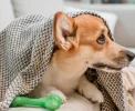 🍂 Outono: 8 Cuidados Essenciais para Seus Pets Revelados por Especialista!