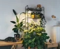 🌿 Adeus chão! Suportes para plantas invadem casas e viram hit na decoração