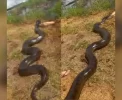 🐍 MS: Sucuri gigante flagrada atacando cachorro em quintal! 😱