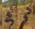 🐍 Sucuri Gigante Devora Cachorro em MS e Choca a Web!