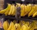 🐒 Macacos 'invadem' mercado e viralizam comendo bananas: veja o flagra!